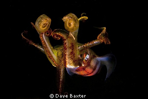 squid flaring for me by Dave Baxter 